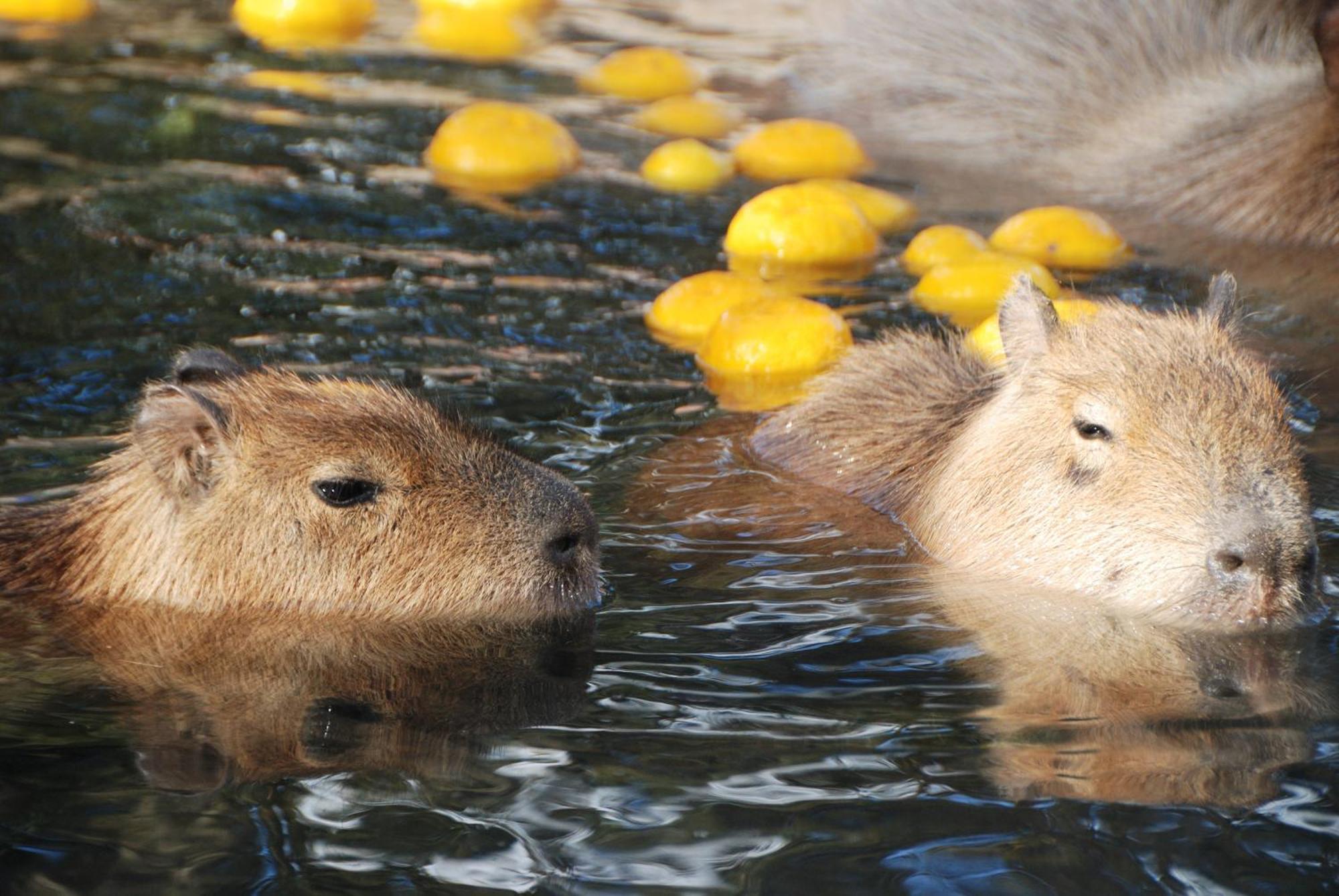 Hotel Associa Toyohashi Ngoại thất bức ảnh Capybara